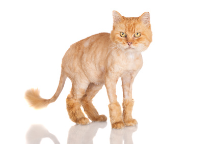 4 Remedies for Hairballs in Cats | Atlantic Vet Seattle