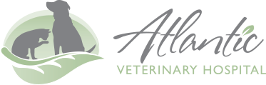 veterinary hospital virtual tour