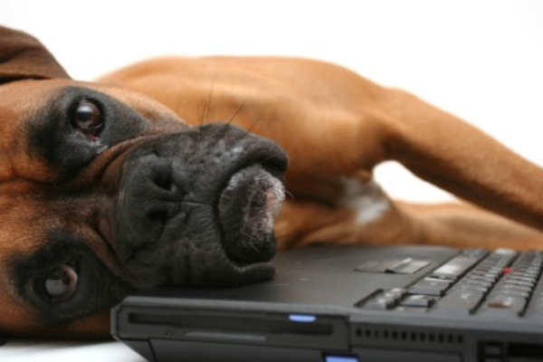Pet Care Information: Recommended Websites | AtlanticVetSeattle.com