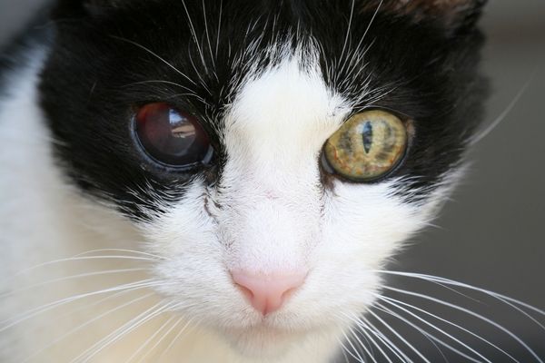cat with brown eye and green eye