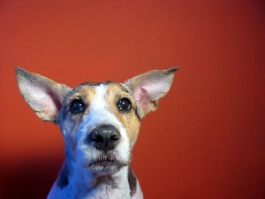 An Easy Way to Prevent Ear Infections in Dogs | AtlanticVetSeattle.com