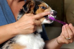 Oral and dental care for dogs and cats | AtlanticVetSeattle.com