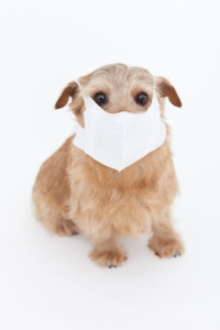Dog Flu Outbreak in Seattle: Get your dog vaccinated at Atlantic Veterinary Hospital, Seattle