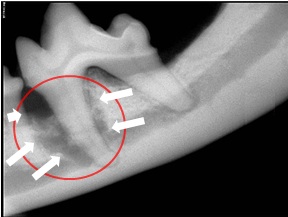 Dental X-Ray of a dog's mouth