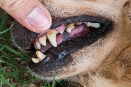 Tartar on a dog's tooth | Atlantic Veterinary Hospital, Seattle