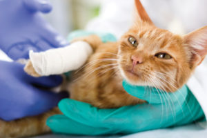 Be Prepared for Pet Medical Emergencies – Is Pet Insurance Right for You? | AtlanticVetSeattle.com