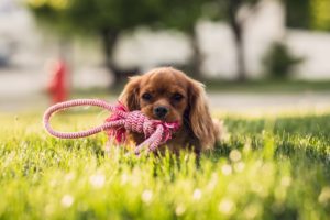 How to Prevent Lyme Disease in Dogs and Cats | AtlanticVetSeattle.com