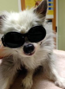 Pookie enjoys relief from arthritis with laser treatment | AtlanticVetSeattle.com