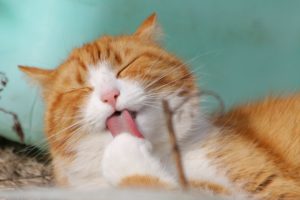 Hairballs and Shedding in Cats | AtlanticVetSeattle.com