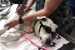 Dr. Monahan performs laser surgery on a dog | AtlanticVetSeattle.com