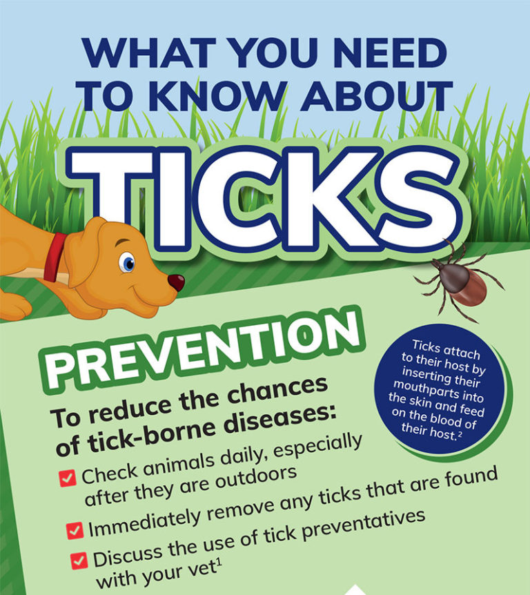 What You Need To Know About Fleas Ticks And Parasite Preventives