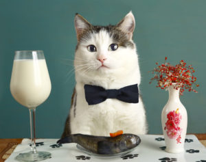 Why Veterinarians Hate Automatic Dry Food Cat Feeders | AtlanticVetSeattle.com