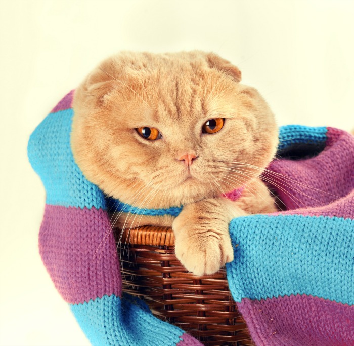 Why Is My Cat Peeing on Laundry? | AtlanticVetSeattle.com