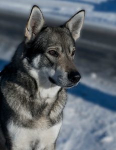 7 Cold Weather Tips for Dogs | AtlanticVetSeattle.com
