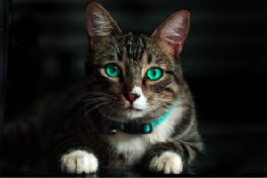 5 Reasons to Test Your Cat for Diabetes | AtlanticVetSeattle.com