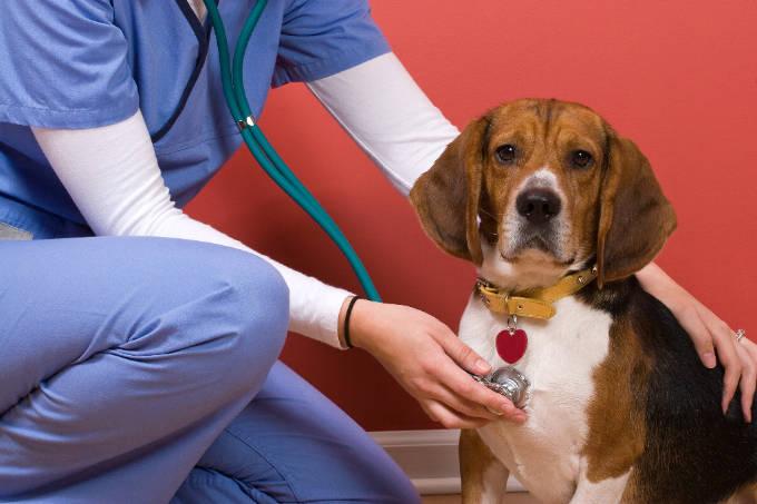 Why Pet Surgery Costs What It Does | AtlanticVetSeattle.com