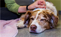 Acupuncture for Cats and Dogs | AtlanticVetSeattle.com