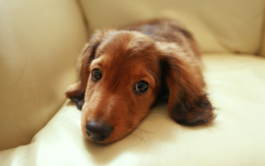 Giardia in Dogs and Cats - What It Is and How We Diagnose and Treat It | AtlanticVetSeattle.com