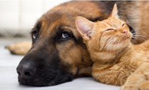 Affordable wellness care for cats and dogs | AtlanticVetSeattle.com