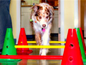 Rehab, Physical Therapy and Sports Medicine for Cats and Dogs | AtlanticVetSeattle.com