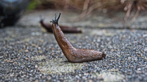 The Dangers of Slug Bait to Pets | AtlanticVetSeattle.com