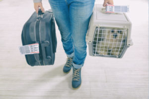 Traveling Domestically or Internationally With Your Pet? You May Need a Health Certificate | AtlanticVetSeattle.com