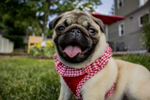12 Low-Cost Items You Can Craft for Shelter Pets (And How to Make Them) | AtlanticVetSeattle.com