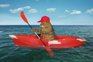 Cat kayaking