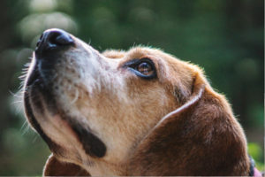 4 Easy Ways to Keep Your Dog's Mind as Healthy As Her Body | AtlanticVetSeattle.com