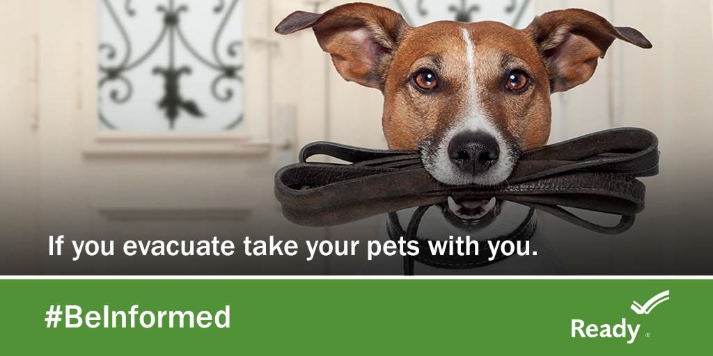 5 Disaster-Preparedness Tips for Pet Owners | AtlanticVetSeattle.com