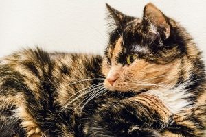 How to determine whether your cat is a senior | AtlanticVetSeattle.com