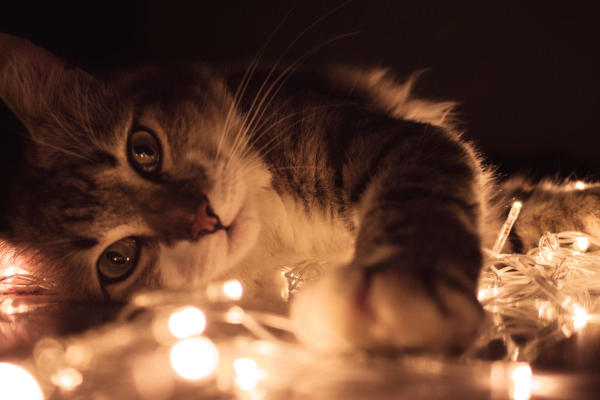 4 Holiday Hazards to Keep Your Cat Away From | AtlanticVetSeattle.com