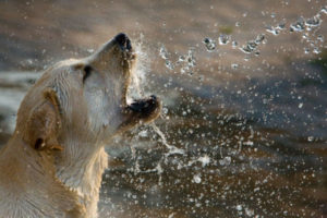 What Leptospirosis is and How to Protect Your Dog | AtlanticVetSeattle.com