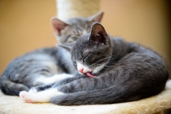 4 Remedies for Hairballs in Cats | atlanticvetseattle.com