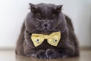 senior cat wearing bow tie