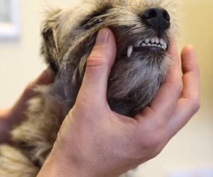 How to Brush Your Dog’s Teeth | atlanticvetseattle.com