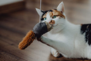 5 Fun (and Funny) Ways to Help Your Senior Cat Exercise | AtlanticVetSeattle.com