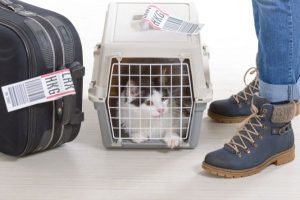 cat in crate at airport