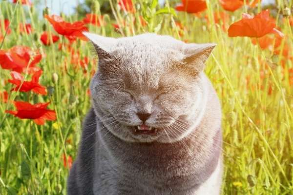 Why is My Cat Suddenly Sneezing So Much? | atlanticvetseattle.com