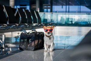 dog at airport