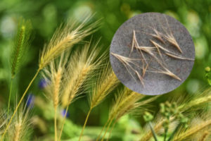 Foxtail: Little Seeds that Cause BIG Problems | AtlanticVetSeattle.com