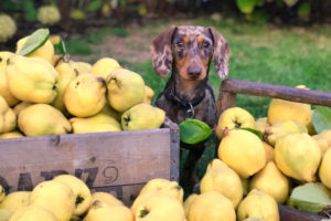 Why Grain-Free & BEG Diets May Be Harming Your Dog | AtlanticVetSeattle.com