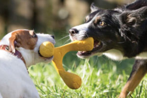 Why Dogs Chew Stuff, and How to Encourage Appropriate Chewing | AtlanticVetSeattle.com
