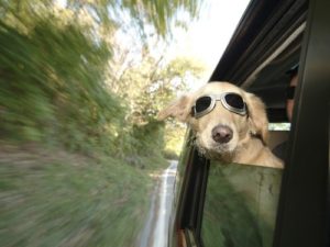 Effective Medications for Motion Sickness in Dogs | AtlanticVetSeattle.com