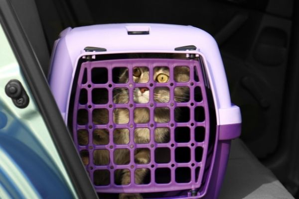 cat in crate in backseat of vehicle