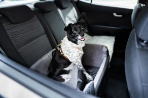 dog tethered in back seat of vehicle