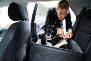 woman tethering dog into backseat of vehicle