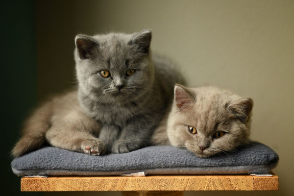 5 Steps to Introducing a New Kitten to Your Resident Cat | AtlanticVetSeattle.com