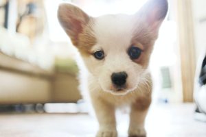Pandemic Puppies: 15 Tips for Socializing Your Puppy in a Socially Distant World | atlanticvetseattle.com