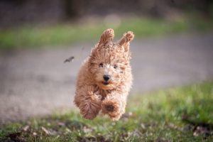 Pandemic Puppies: 15 Tips for Socializing Your Puppy in a Socially Distant World | atlanticvetseattle.com